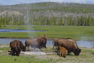 StatiUniti_Yellowstone_Bisonte1