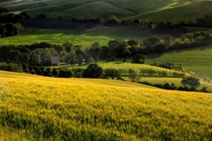 URBINO