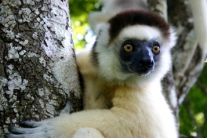 madagascar lemuri