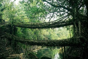 Root Bridge