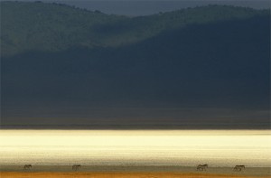 Ngorongoro