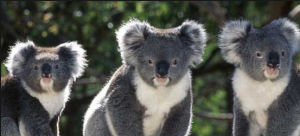 Koala