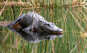 Everglades