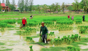 thai country