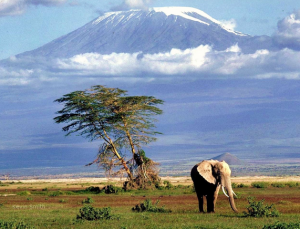 Tanzania Elefante