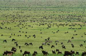 Tanzania Migrazione